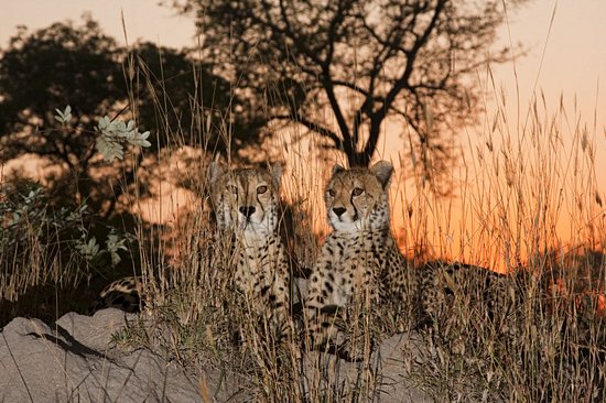 Sabi Sands Game Reserve