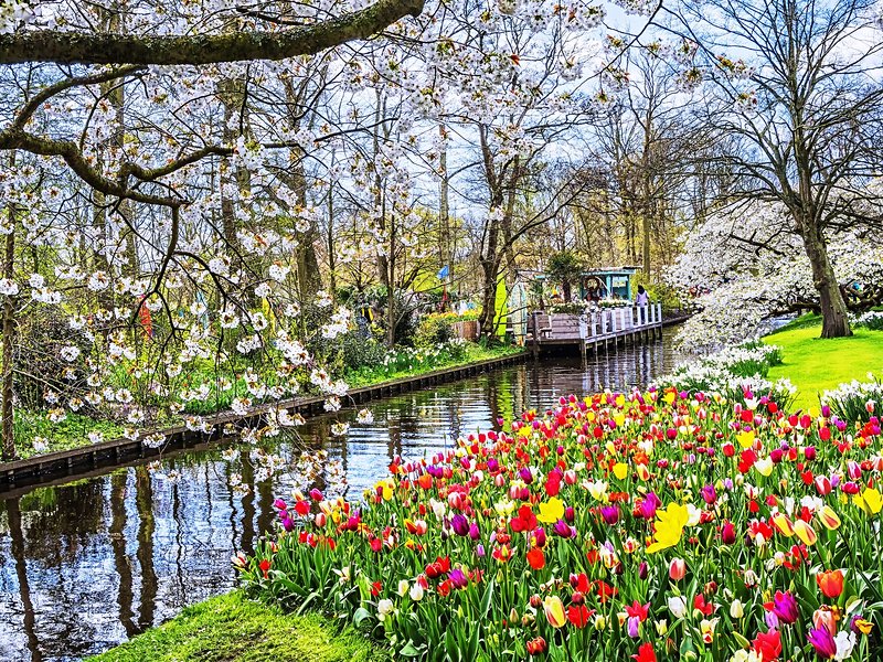 Keukenhof et les champs de tulipes