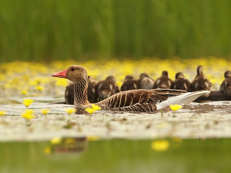 Parc national Hortobágyi