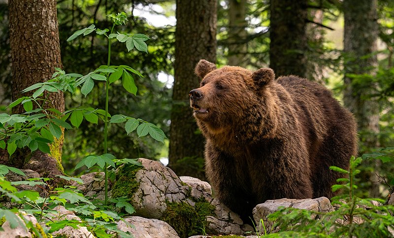 Observation des Ours en milieu naturel