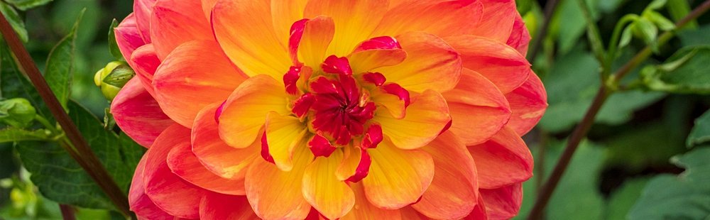 Jardin des Parfums et des Epices