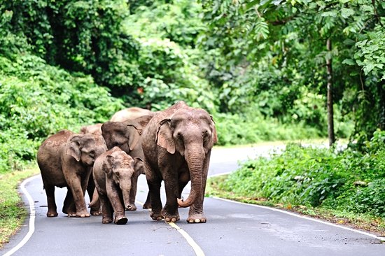 Parc national de Khao Yai