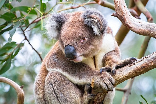 Parc national Great Otway