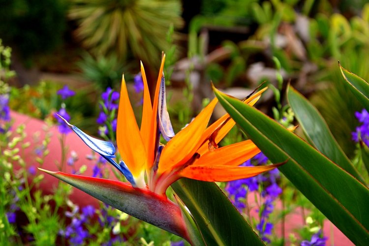 Le Strelitzia ou l’oiseau du paradis