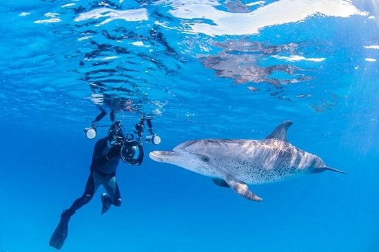 Nager avec des dauphins sauvages