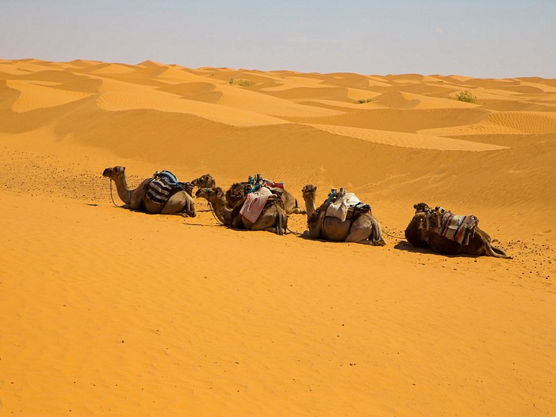 Douz, porte d'entrée du Sahara