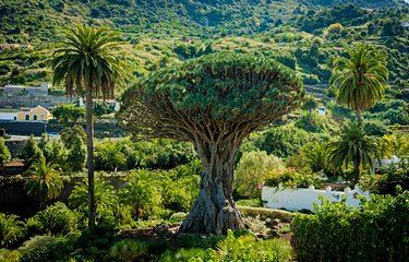 Le dragonnier millénaire d'Icod de los Vinos, arbre légendaire, devenu monument national !