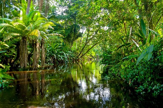 Amazonie