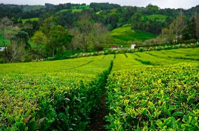 Thé, plantation Gorreana