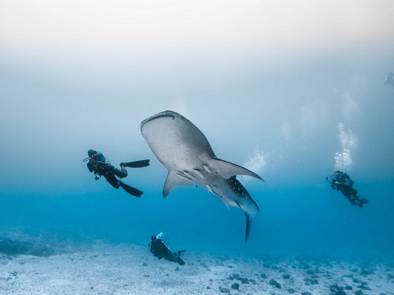 Ari Atoll
