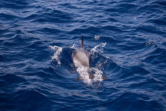 Observer les dauphins en mer