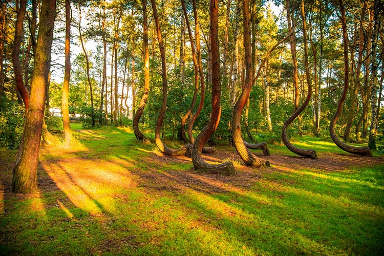 La forêt des arbres tordus, Gryfino 3