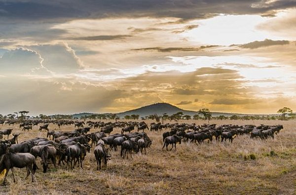 Observer la grande migration 