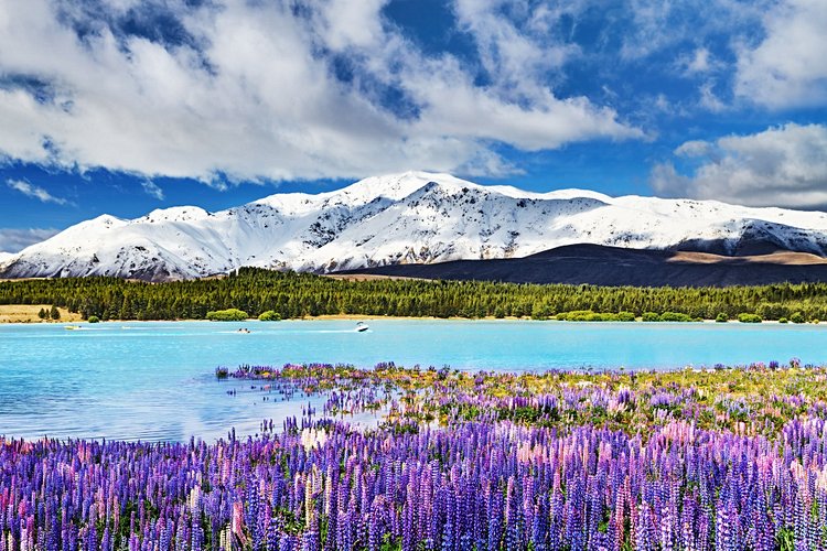 Lac Tekapo - Nouvelle-Zélande 3