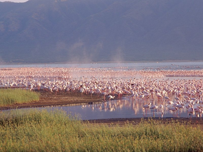 Le lac Bogoria