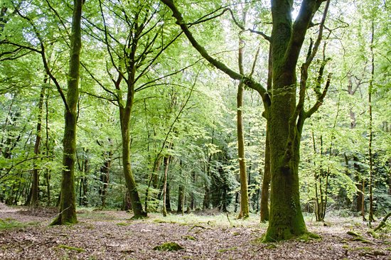 La forêt de Brocéliande