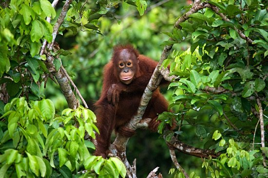 La jungle et les montagnes de Bornéo
