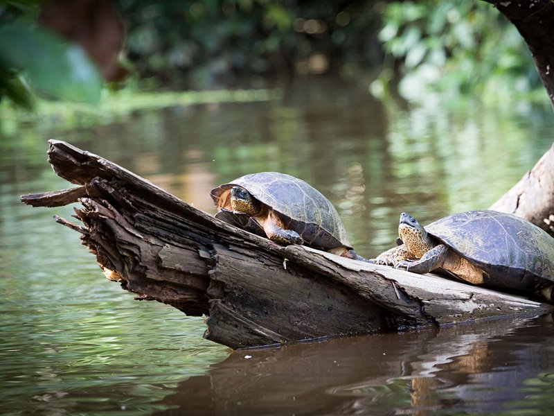 Le Parque Nacional Tortuguero