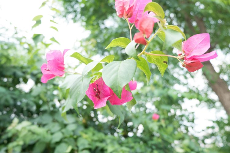 L’explosion exotique de Mount Usher Gardens 2