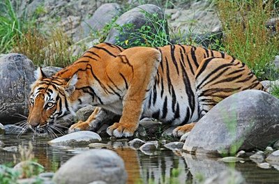 Tigre du Bengale dans le parc du Chitwan