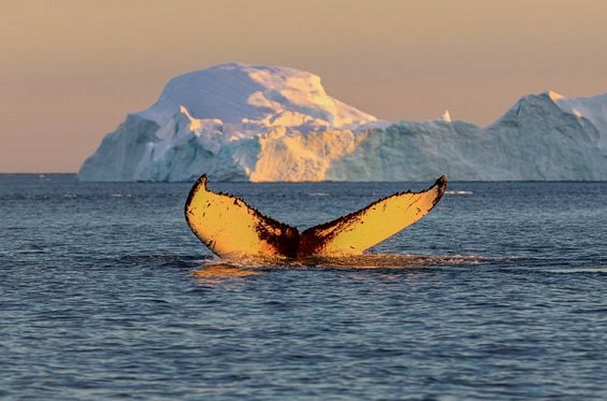 Admirer les baleines