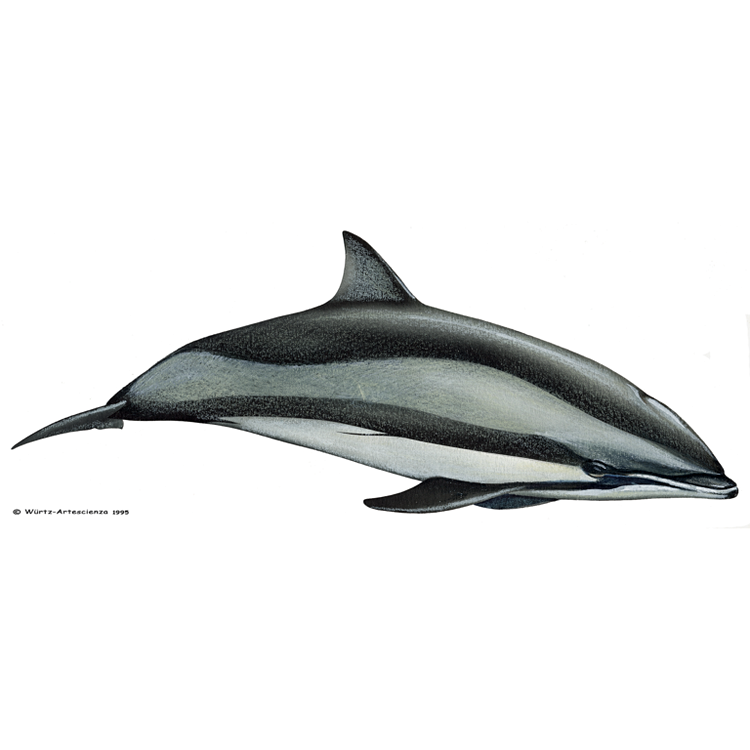 LES DAUPHINS : Dauphins de Fraser