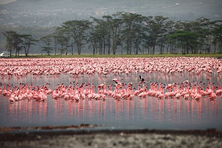 Lac Nakuru