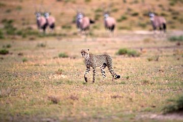 Réserve de chasse du Kalahari central
