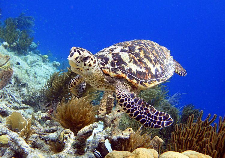 La Tortue Imbriquée