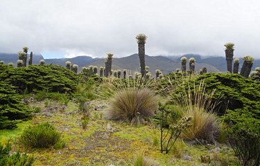 Palmiers de cire au parc Los Nevados