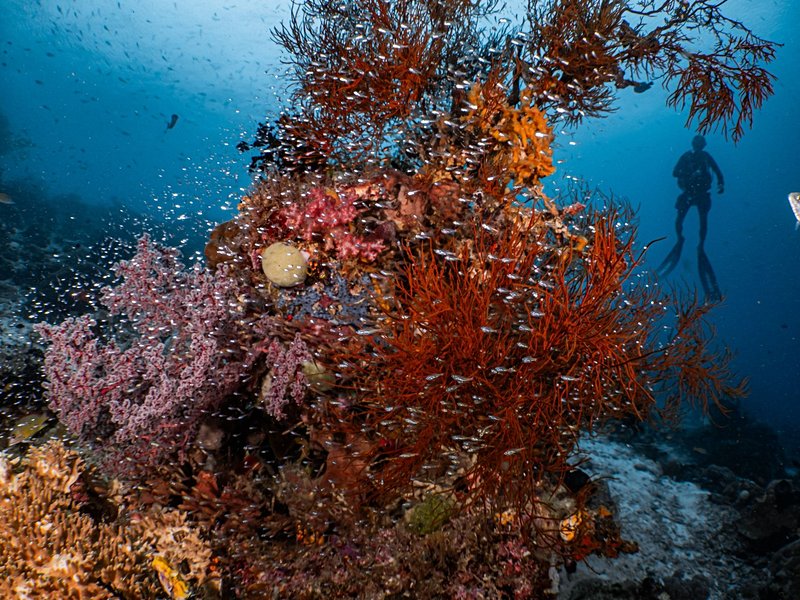 Raja Ampat, Papouasie Occidentale