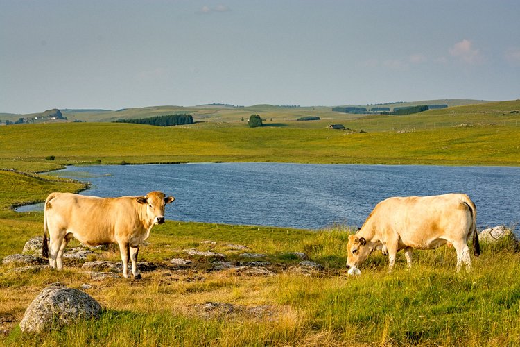 Le plateau de l’Aubrac