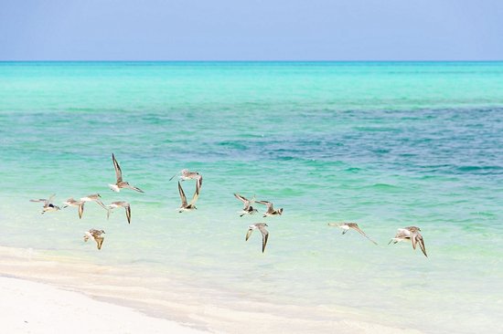 Cayo Levisa