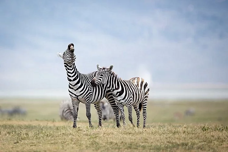 Cratère du N'gorongoro - Tanzanie 2