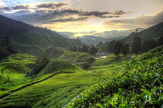 Les Cameron Highlands