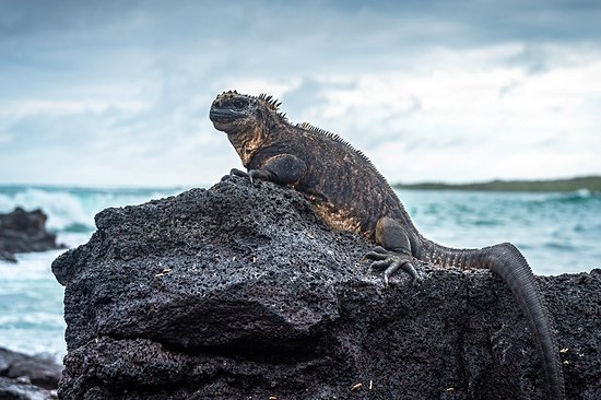 Îles Galápagos