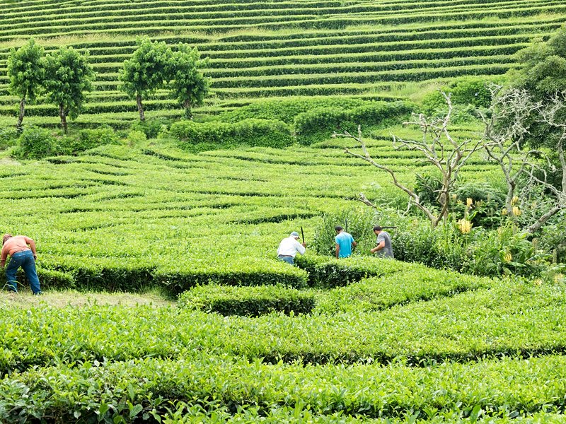 Plantation de thé Gorreana Cha