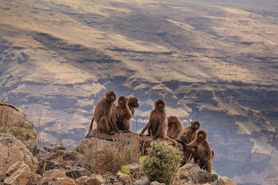 Parc national du Simien