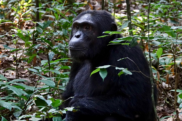 Observer des chimpanzés dans la forêt primaire