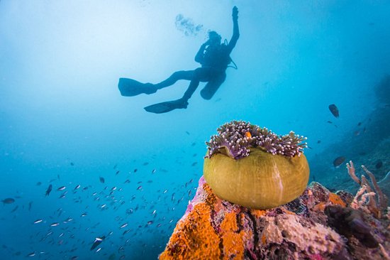 Explorer les fonds marins en plongée
