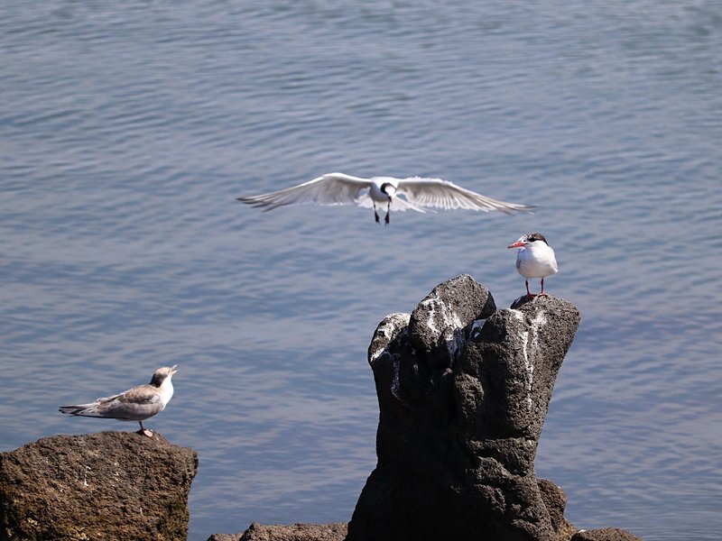 Ilha da praia