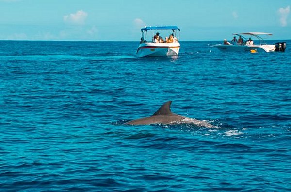 Observer et nager avec les dauphins