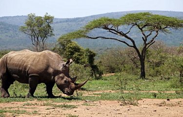 Un rhinocéros blanc dans la Réserve d'Hluhluwe-Umfolozi 