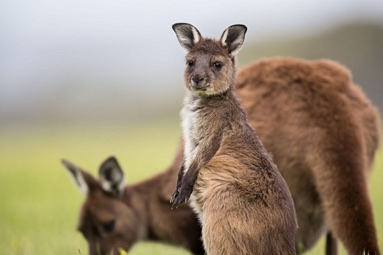 Australie méridionale