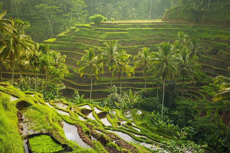 Ubud