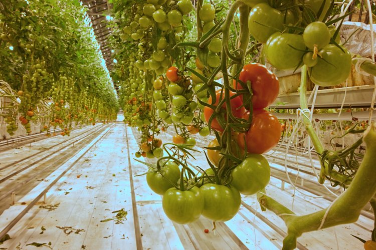 La ferme biologique de Fridheimar