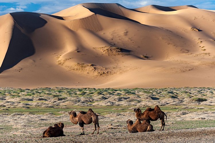Gobi - Mongolie, Chine