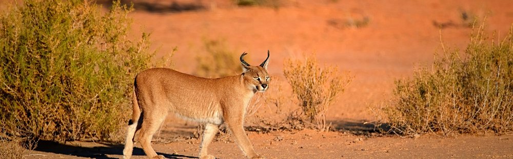 Désert du Kalahari