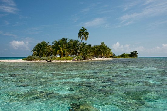 Caye Laughing Bird