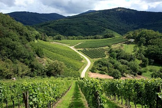 S’élancer sur la route des vins